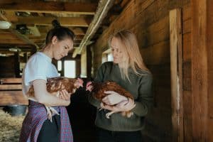 Blog 54 ERP for Poultry